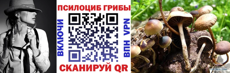 blacksprut как зайти  Апшеронск  Галлюциногенные грибы Cubensis 